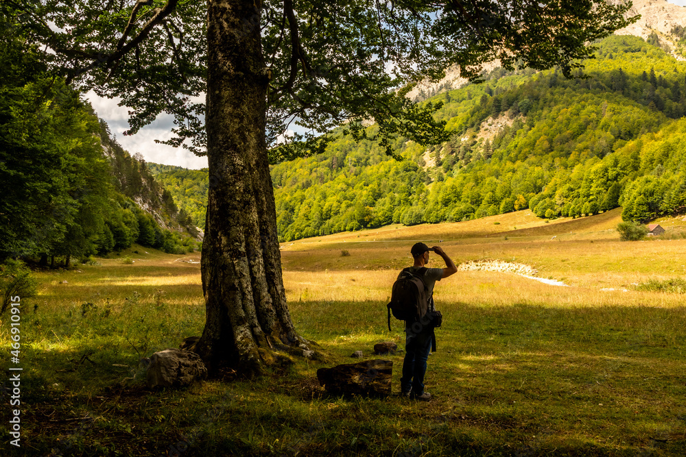 Hiker observes a panoramic view of a meadow under the shade of a beech tree