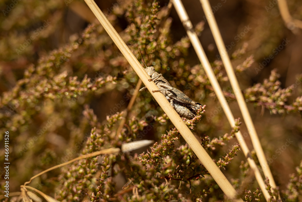 Close up of a camouflaged grasshopper (probably an Sierra Nevadan Grasshopper, Chorthippus nevadensis) on a grass stalk, Sierra Nevada National Park, Andalusia, Spain Close up of a camouflaged grasshopper (probably an Sierra Nevadan Grasshopper, Chorthippus nevadensis) on a grass stalk, Sierra Nevada National Park, Andalusia, Spain