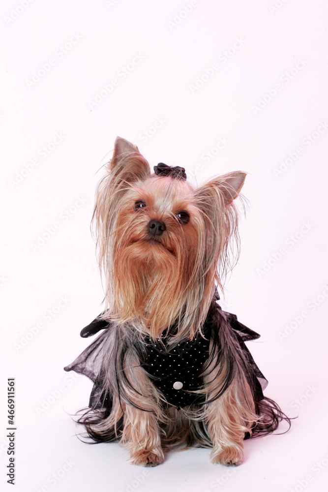 Dressed Yorkshire Terrier posing on a studio. Isolated on white background. Portrait of Yorkshire Terrier Dog lying on white background