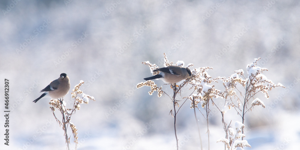 bird in the snow