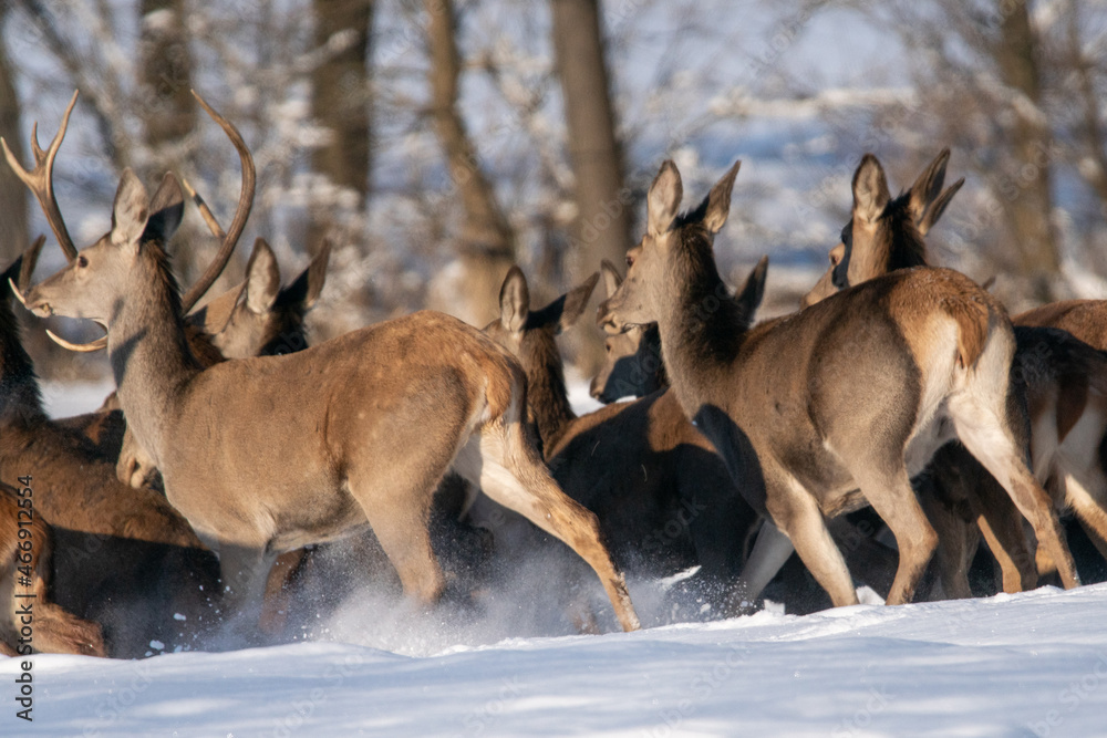 Chmara jeleni szlachetnych na zimowym polu - obrazy, fototapety, plakaty 