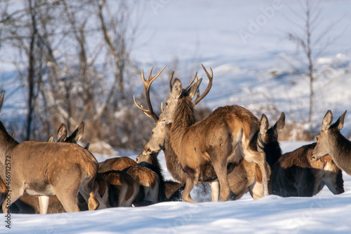 Fototapeta Naklejka Na Ścianę i Meble -  Chmara jeleni szlachetnych na zimowym polu