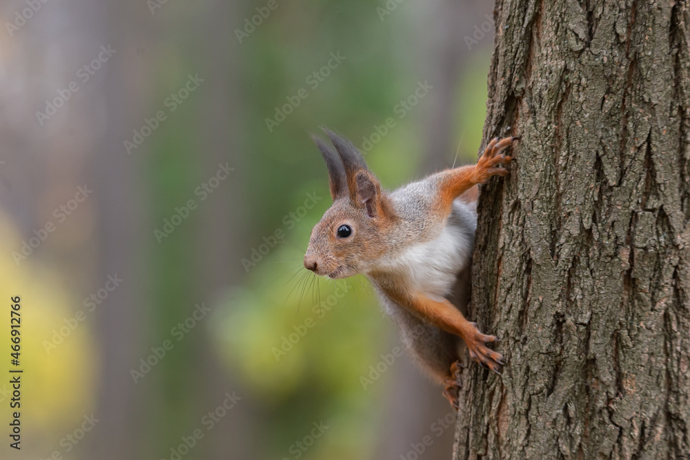 Squirrel in the autumn park.. Squirrel in the autumn park..