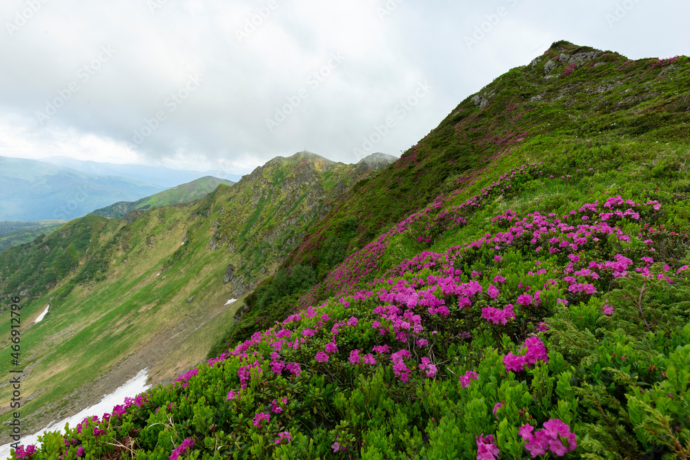 Flowering Rhododendron myrtifolium on the slopes of the Carpathian Mountains shrouded in morning mist. The beauty of natural mountain landscapes. Location Carpathian, Ukraine, Europe. Wallpaper backgr