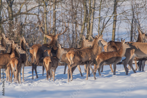 Fototapeta Naklejka Na Ścianę i Meble -  Chmara jeleni szlachetnych na zimowym polu