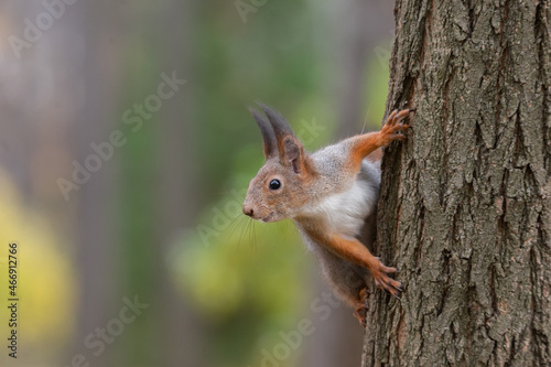 Squirrel in the autumn park..