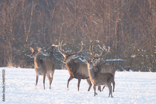 Chmara jeleni szlachetnych na zimowym polu