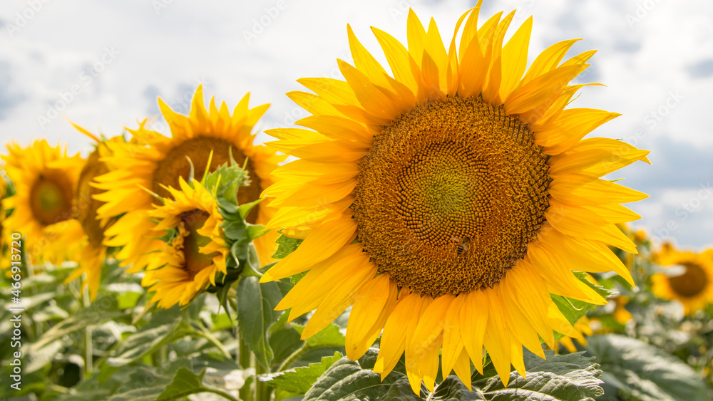 Blooming sunflowers natural background, close-up.