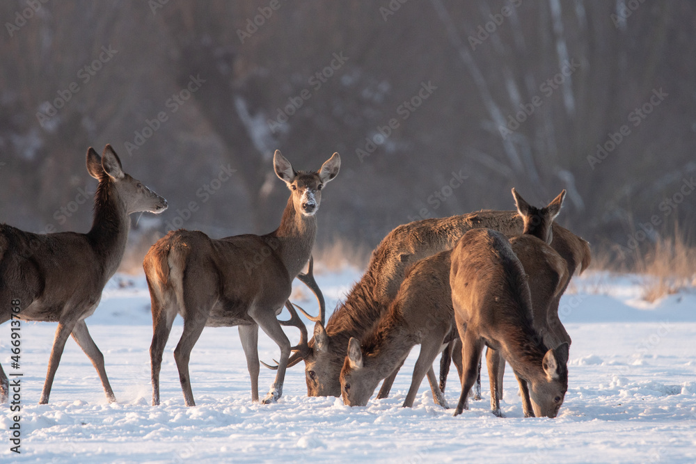 Chmara jeleni szlachetnych na zimowym polu - obrazy, fototapety, plakaty 