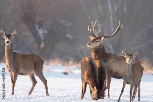 Fototapeta Chmara jeleni szlachetnych na zimowym polu