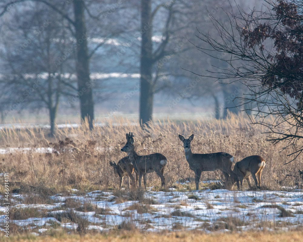 Dzikie zwierzęta w naturalnym srodowisku
