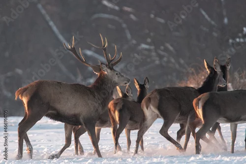 Obraz Chmara jeleni szlachetnych na zimowym polu