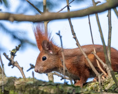 Fototapeta na wymiar Dzikie zwierzęta w naturalnym srodowisku