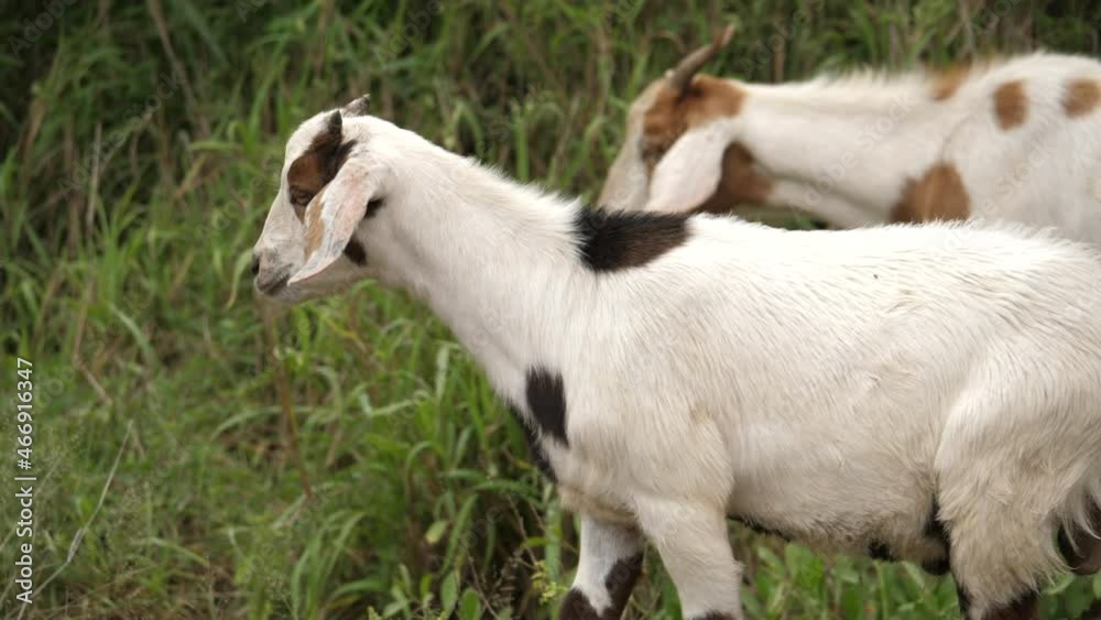 Profile shot of spotted white goats grazing on grass and walking away. Profile shot of spotted white goats grazing on grass and walking away.