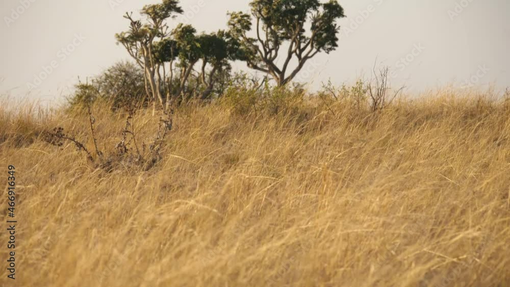 Wind blowing through tall grass on the African savannah.