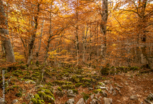 Abruzzo  Lazio and Molise National Park  Italy - famous for the italian wolf and the brown  the Abruzzo National Park in Autumn displays amazing colors and a spectacular foliage 