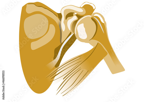 Vector humerus bones human medicine muscle illustration arm