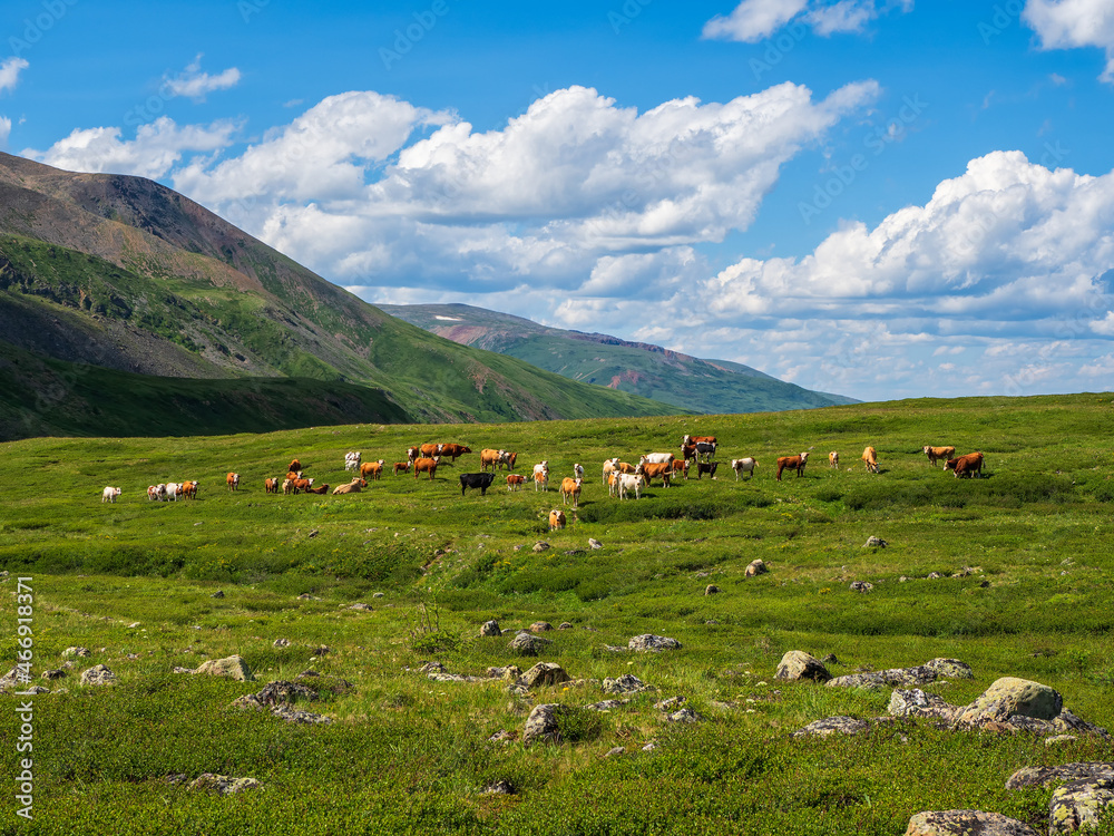 Thoroughbred herd of cows grazes in the distance. Alpine cows grazing, green slope of high mountains. Group of cows in the distance on a green pasture against the background of mountains.