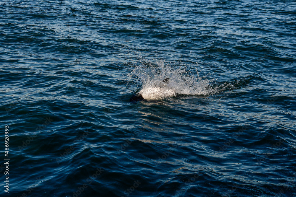 Fototapeta premium Commerson dolphin swimming, Patagonia , Argentina.