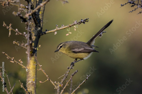 Greater Wagtail tyrant, caldén forest,La Pampa, Argentina photo