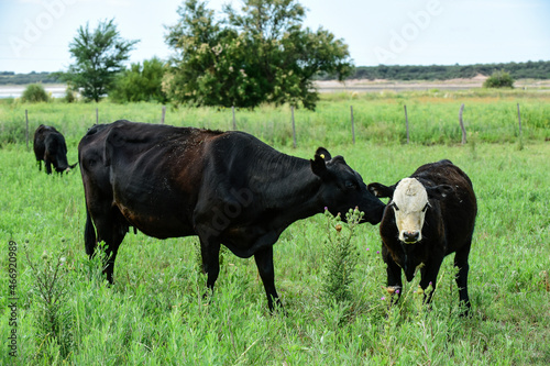 Cow with calf, La Pampa, Argentina.
