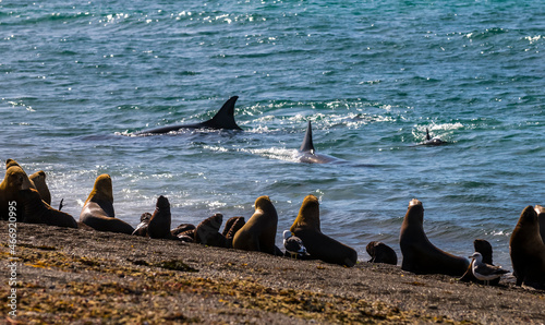 Orca attacking sea lions Peninsula Valdes  Patagonia Argentina