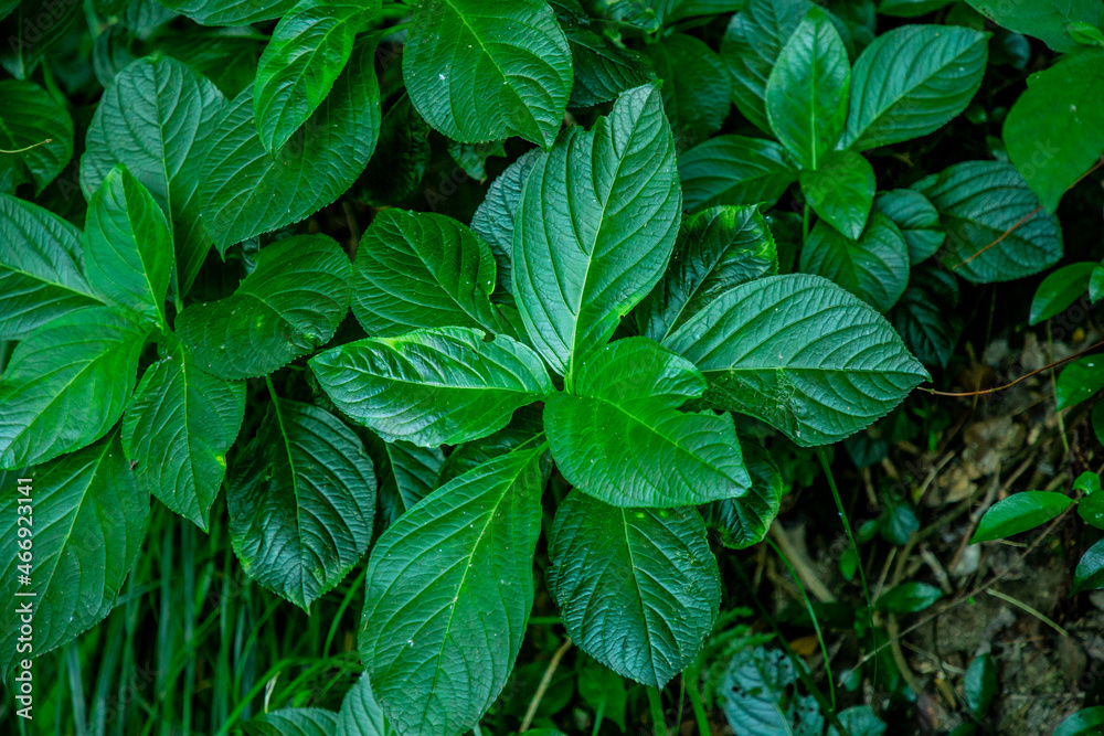 植物 植物