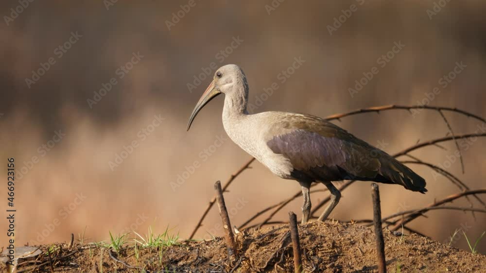 Side profile of hadeda ibis standing on a dirt hill with a blurred background.