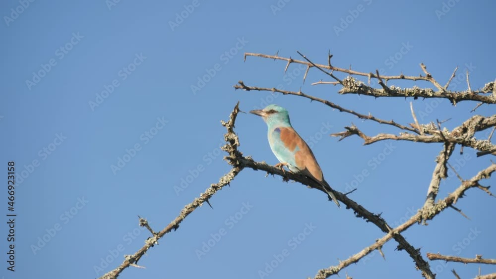 Profile view of a European Roller resting on a thorny branch against a blue sky. Profile view of a European Roller resting on a thorny branch against a blue sky.
