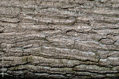 Tree bark with a fine structure