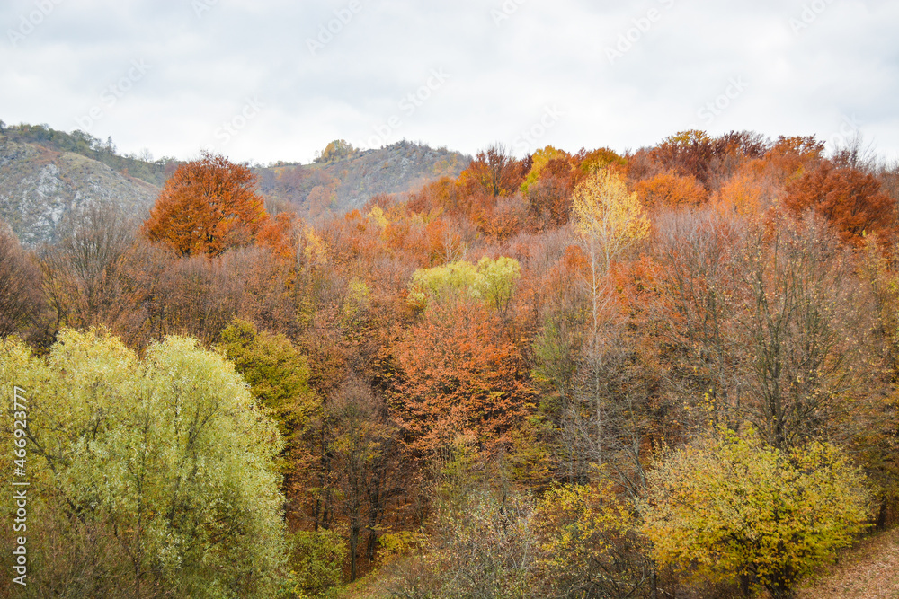 Mountain Autumn scenery with colorful trees Mountain Autumn scenery with colorful trees