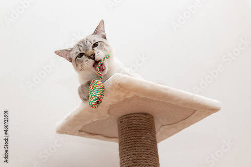 playful cat sitting on scratching post and playing with toy mouse. white wall background
