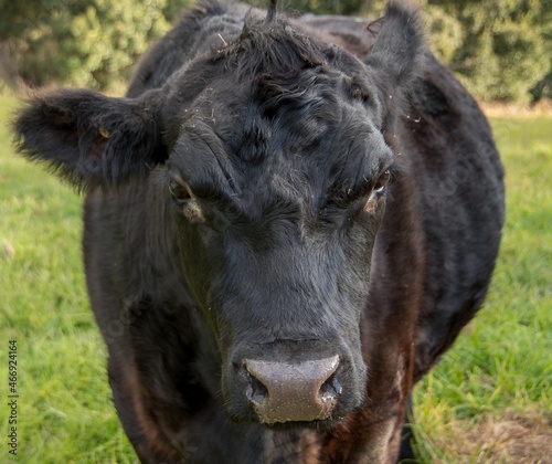 Close up cattle, cute cow portrait