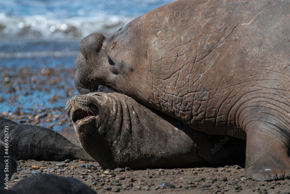 Fototapeta premium Elephant seal family, Peninsula Valdes, Patagonia, Argentina