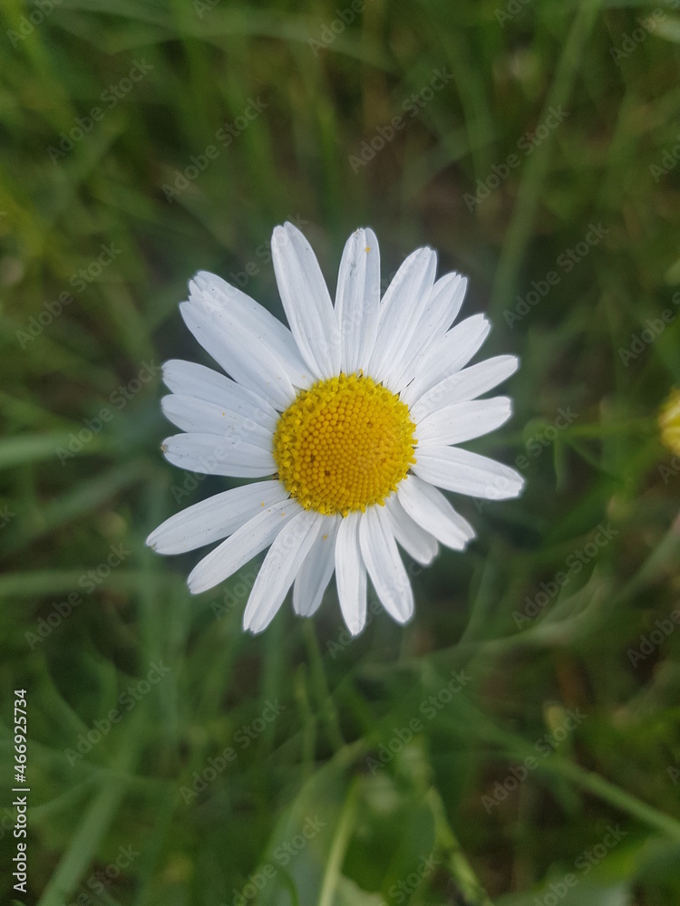 white daisy flower