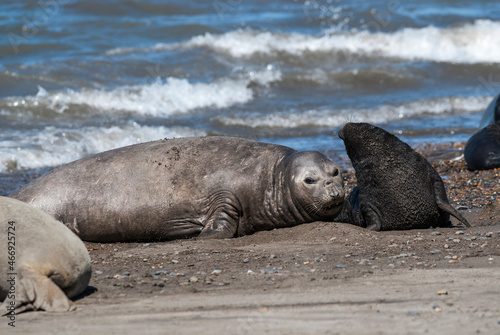 Elephant seal family, Peninsula Valdes, Patagonia, Argentina