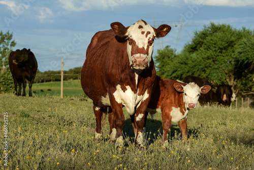 Fototapeta Naklejka Na Ścianę i Meble -  Cow with calf, La Pampa, Argentina.