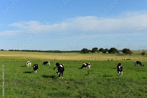 Cow calves in the field, Buenos Aires Province,Argentina.