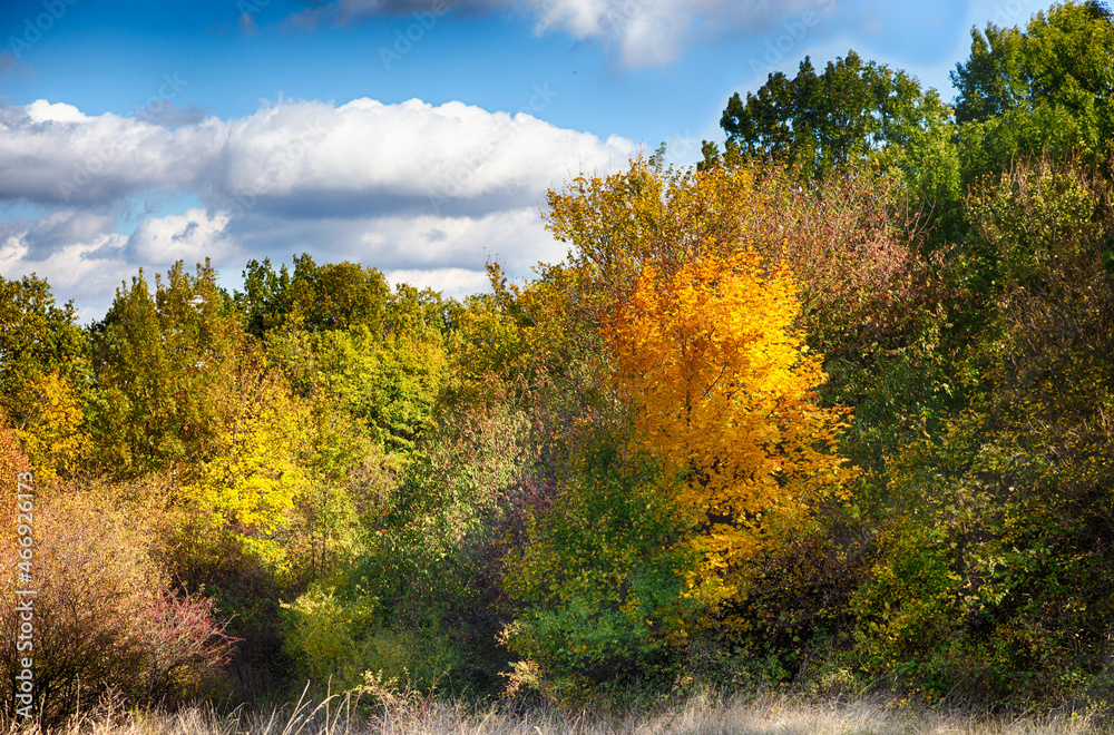 Herbst im wald