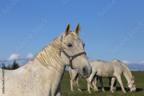 pferd portrait © tamaslaza3