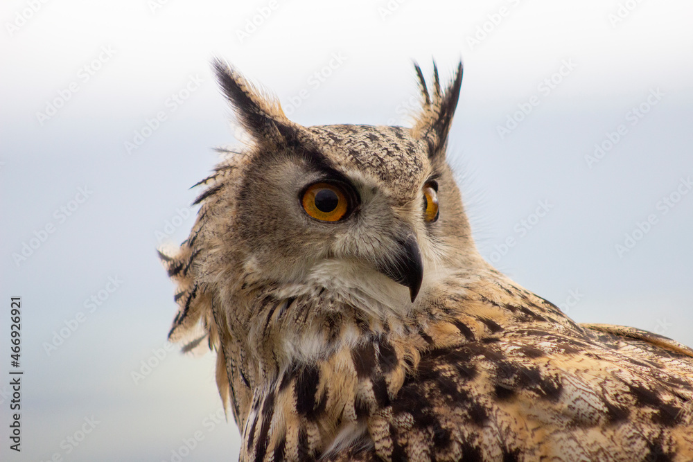 Fototapeta premium Owl at Castle Bolton