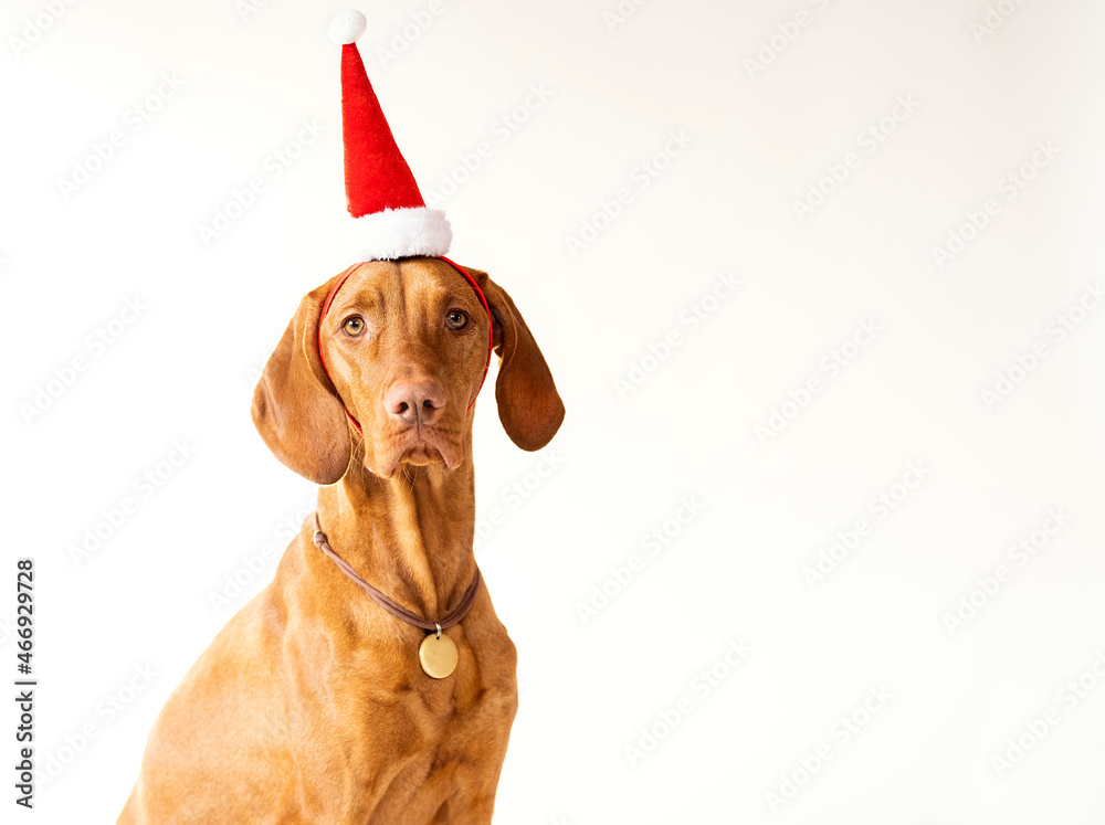 A pointer dog in a New Year's hat. Christmas card.
