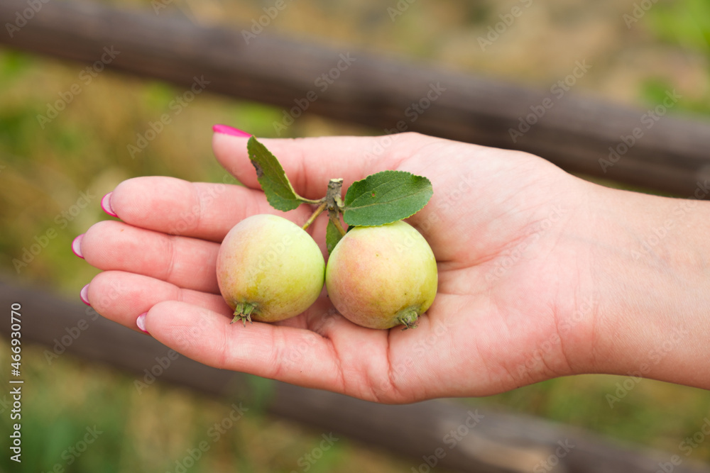 Two small apples in the woman's palm. Growing fruit in your own garden. Harvesting apples. Eco-friendly fruits grown in the village. Two small apples in the woman's palm. Growing fruit in your own garden. Harvesting apples. Eco-friendly fruits grown in the village.