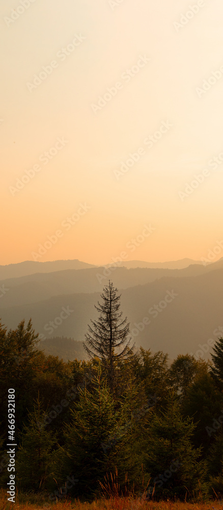 lonely tree in mountain peak dramatic landscape vertical photography with sunset sky orange background scenery view, soft focus foreground pine