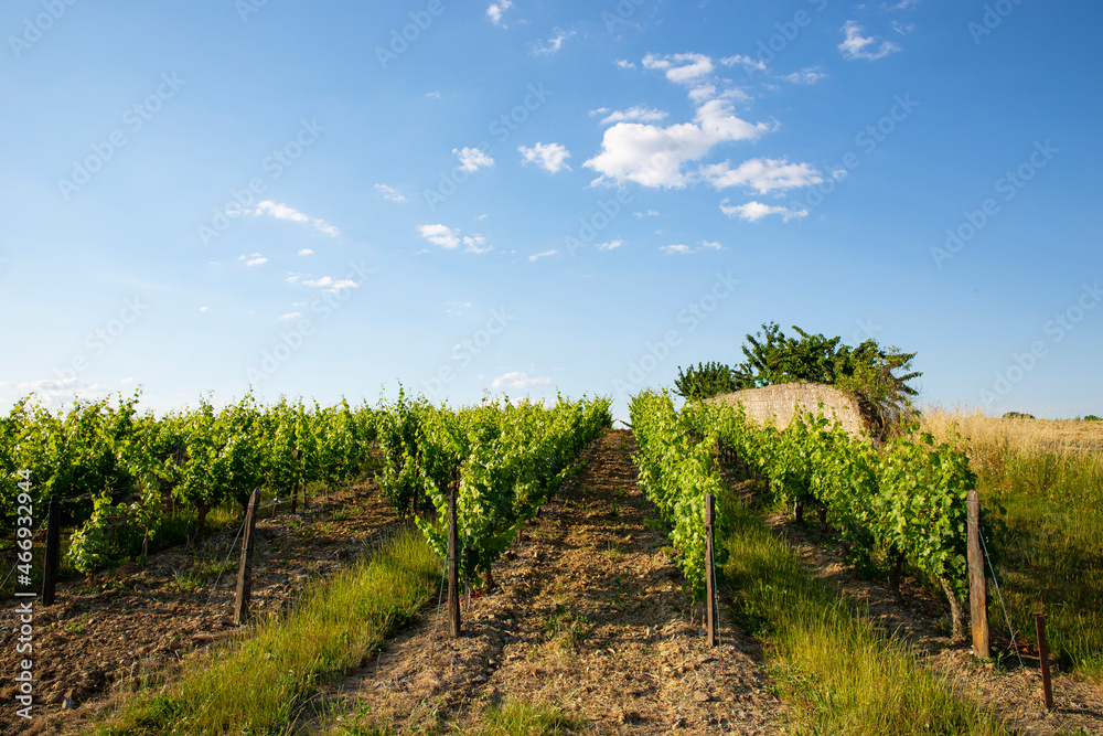 Vigne et paysage dans un vignoble au soleil avant les vendanges.