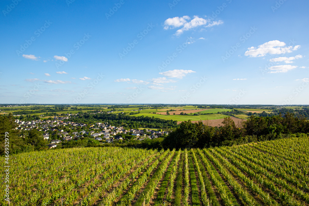 Paysage dans un vignoble en Anjou dans les coteaux du Layon, France.
