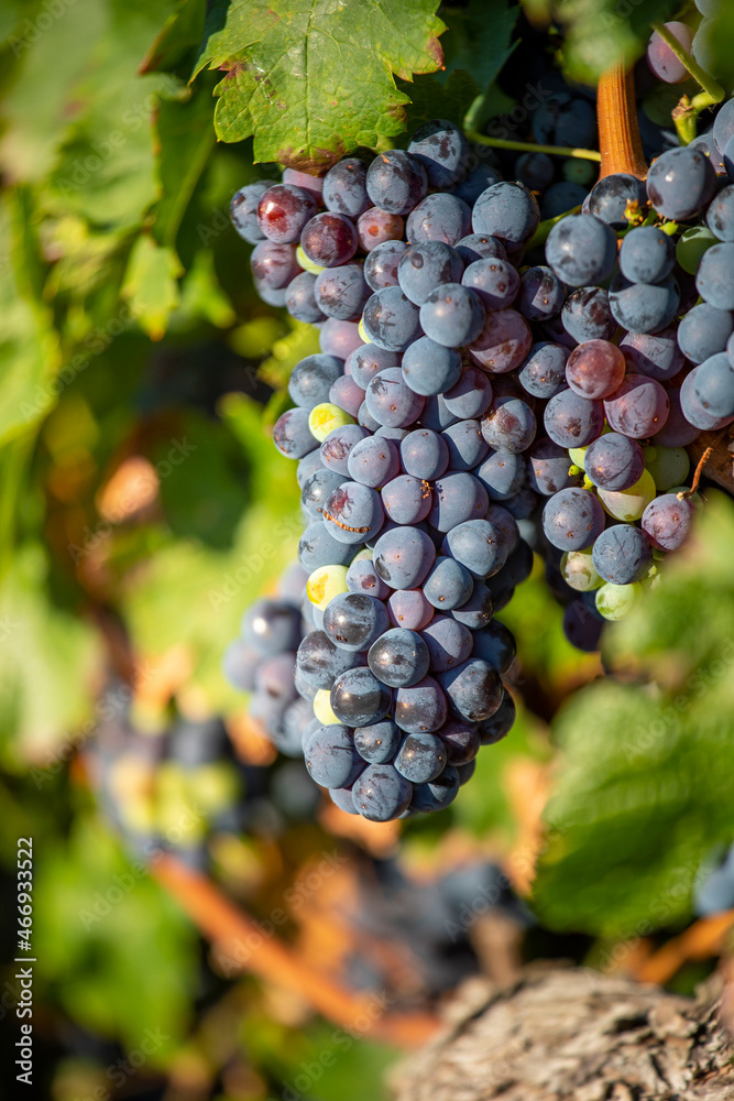 Grappe de raisin dans les vigne en Anjou.
