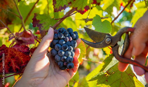 Tableau sur toile Main du viticulteur pendant les vendanges dans les vignes en Anjou