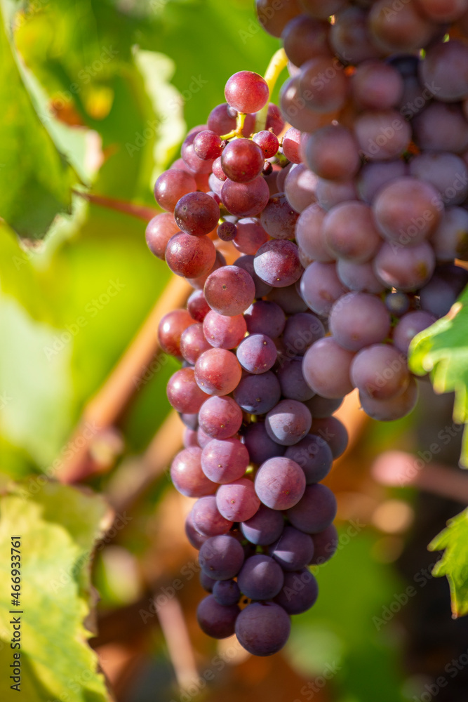 Grappe de raisin dans les vignes au soleil avant les vendanges.