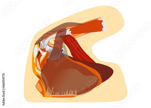 Vector shoulder joint muscles and tendons anatomy capsule